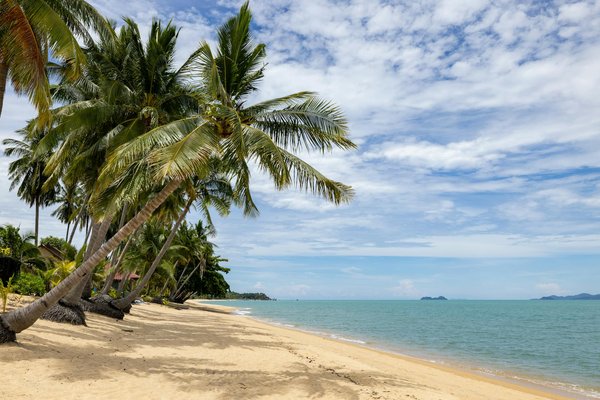 Comment organiser un voyage pour observer les pingouins empereurs en Antarctique?